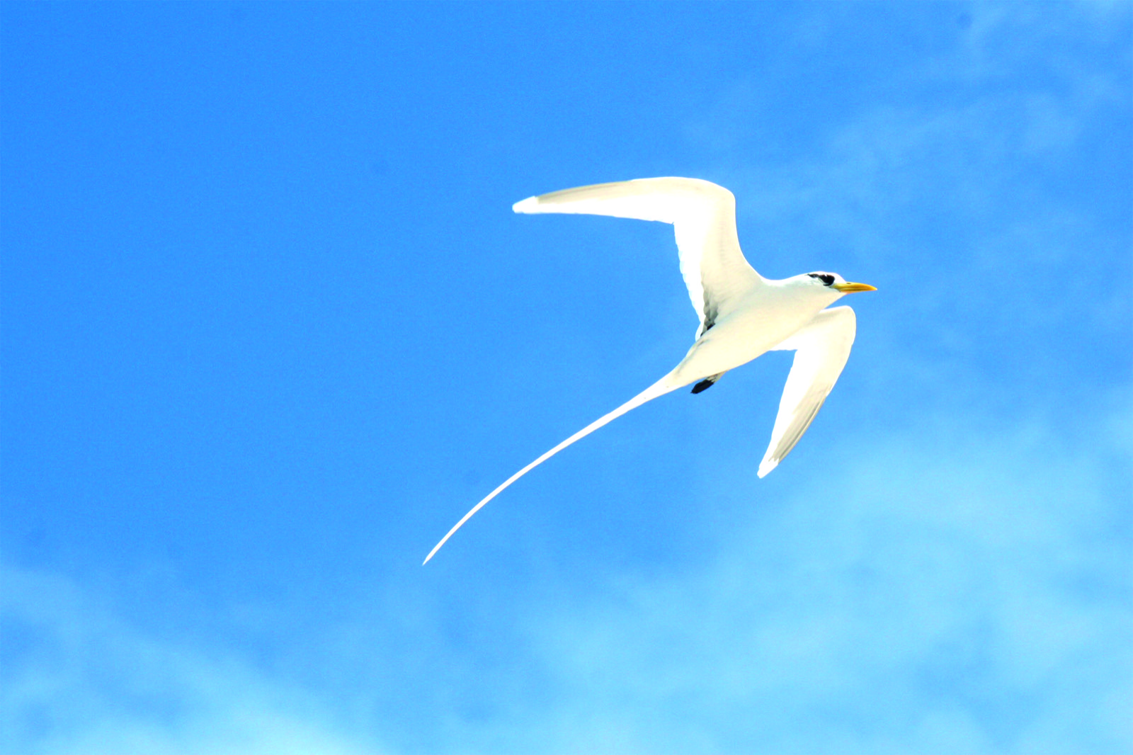 Live in harmony with nature：白尾鸏与光共存